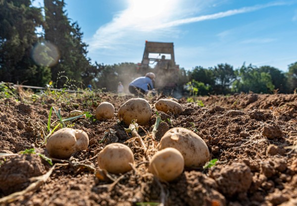 Imagen de cabecera de Protejamos los campos de la  Kosturica de los ataques del jabalí