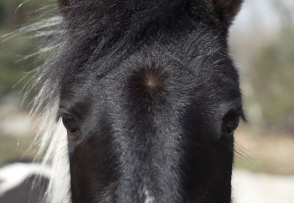 Imagen de cabecera de NOTAS SOBRE CABALLOS. Largometraje documental