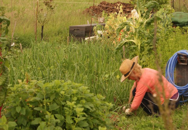 Imagen de cabecera de LA HUERTA DE LA ESQUINA