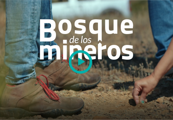 Imagen de cabecera de El bosque de los mineros