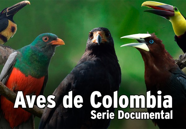 Imagen de cabecera de Serie documental Aves de Colombia