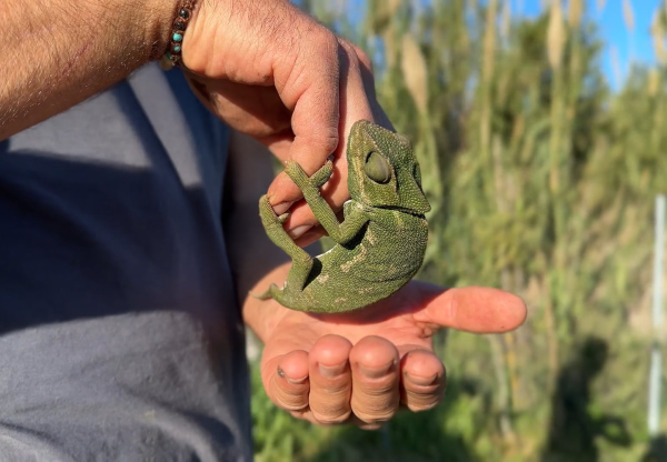 Imagen de cabecera de Sembrando Tierra, Comiendo Vida