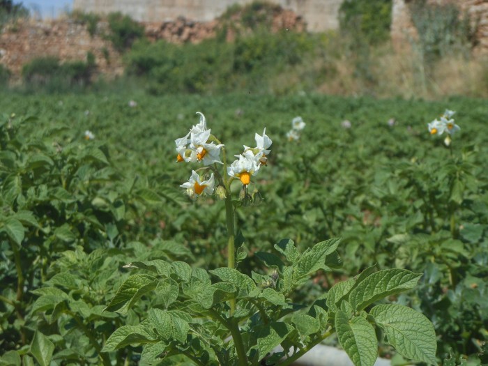 2016-06-28-patatas2.jpg